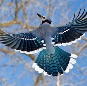 Meet your Posher, Brion